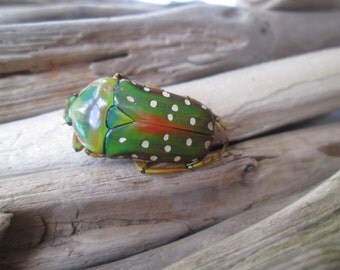 DIY Crafts, Real Dried Spotted Flower Beetle Specimen, Polka Dots, Bug, Insect, Create, Craft Supply, DIY, Science, , Nature, Outdoors
