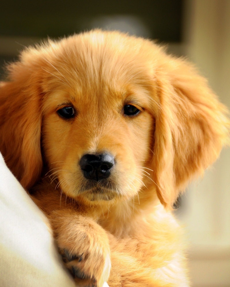 Puppy Love adorable puppy golden retriever digital download