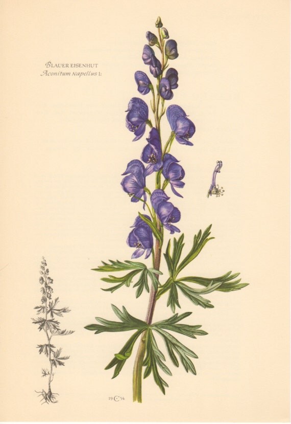 related keywords amp suggestions for monkshood drawing related keywords amp suggestions for monkshood drawing