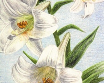 White Easter Lily and Church on Vin tage Easter Postcard  Solomon 