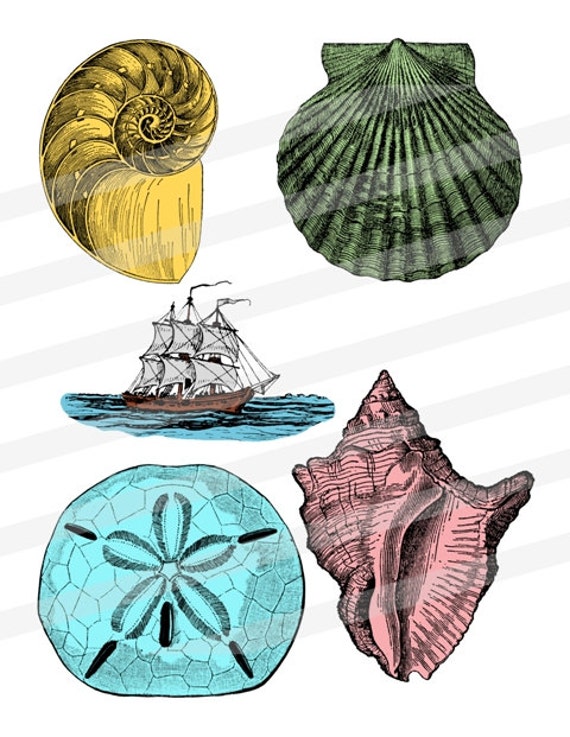 Seashells Sea Shells Beach Ocean Vacation Clip Art Digital