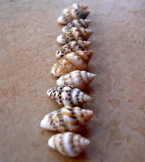 Miniature Conch Shells Little Small Teeny Tiny Light Patterned