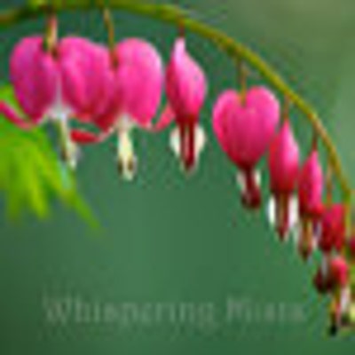 whisperingmists