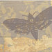 Lisa Springer