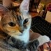 CatMiki