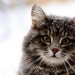 kattebery207699