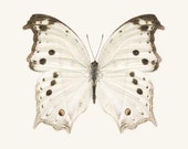 Butterfly Print, Insect Art, Insect Print, Butterfly Art Print, Neutral Wall Art, Wall Decor, White on White Art