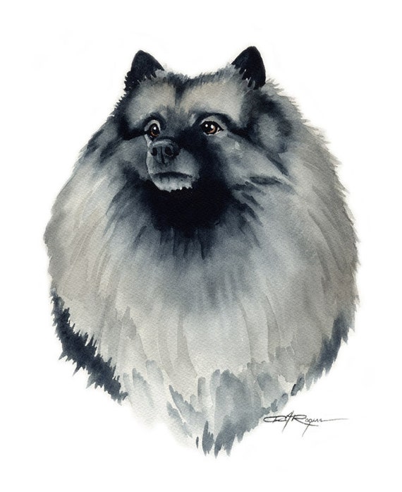 Download KEESHOND Art Print Signed by Watercolor Artist DJ Rogers