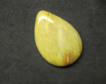 Petrified palm cabochon