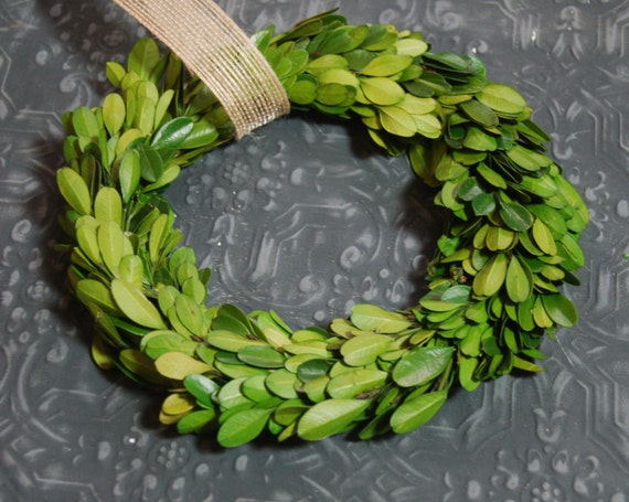 8 "Preserved Boxwood Wreath