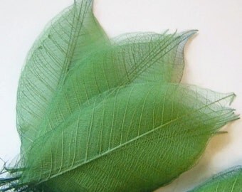 One Dozen Sage Green Skeleton Leaves Great for Corsages, Hair Clips, Paper Crafts