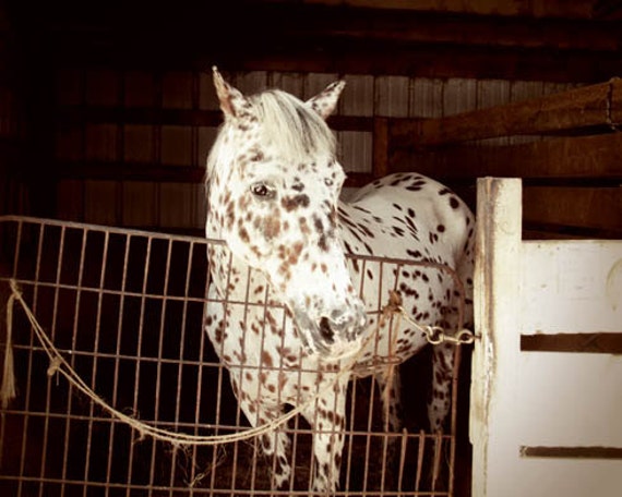 Horse Photograph brown white spots spotted by FirstLightPhoto