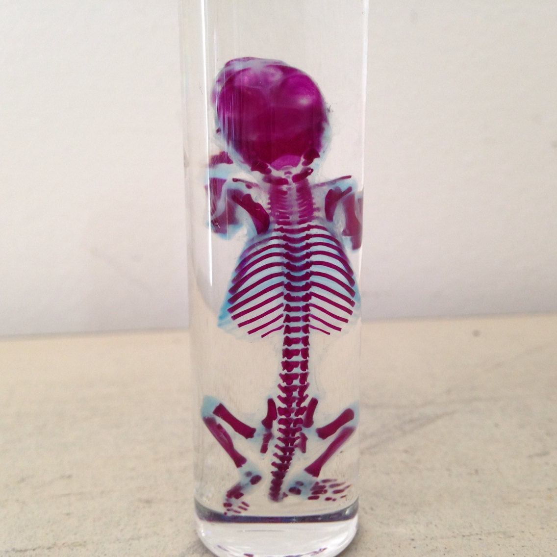 Diaphonized Rat Wet Specimen Preserved Diaphonization