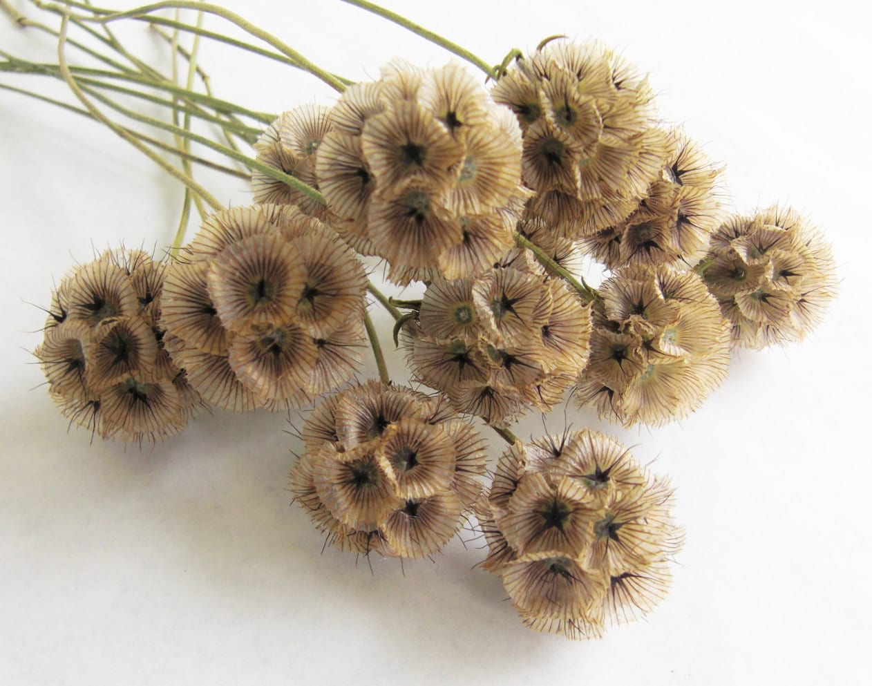 Dried Scabiosa Pods long stem naturally dried flowers great