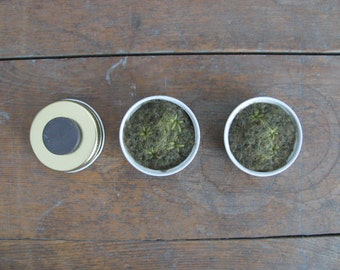 Felted wool magnets, star moss in upcycled lids, set of 5, handmade green felt refridgerator magnets, natural eco friendly fridge magnets