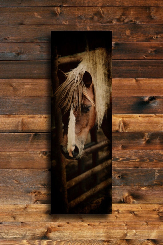 Cow Pony Horse photography Animal photography Horse art