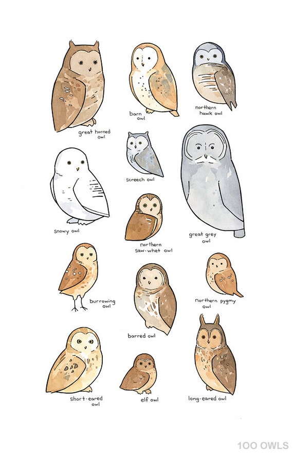 illustrated-owl-species-chart-whimsical-art-print