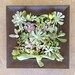 Framed Succulent Wall Art