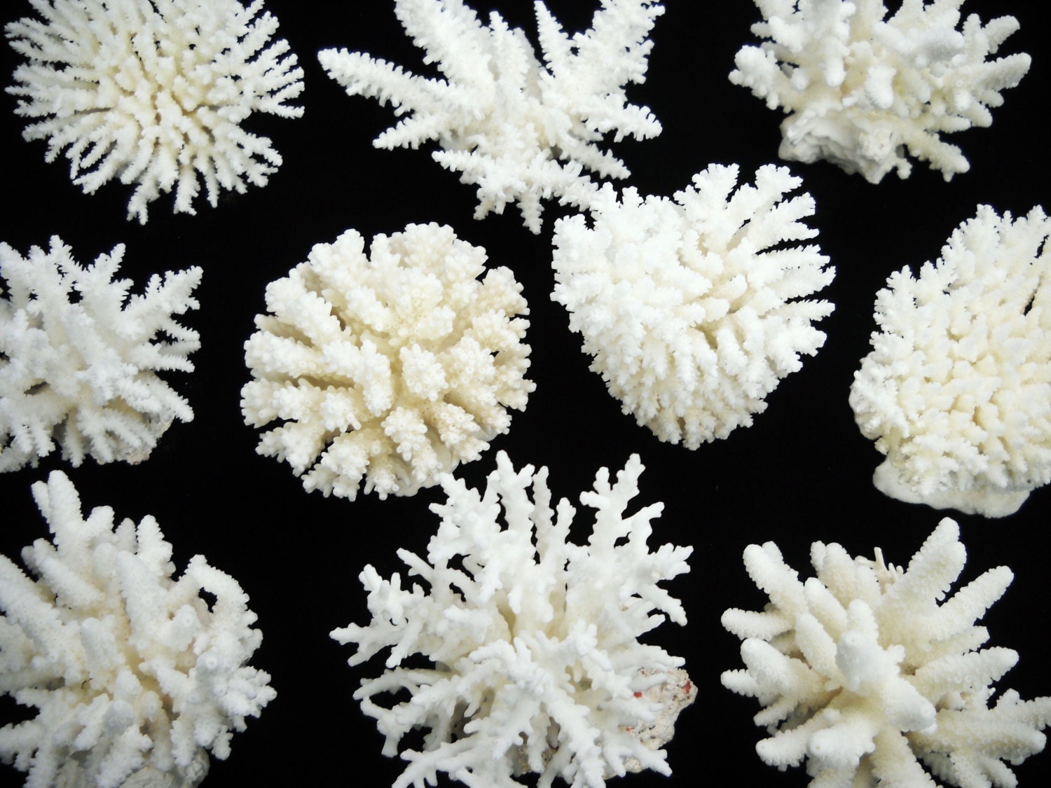 35 White Coral LACY STYLE natural assorted species by EvasFeathers