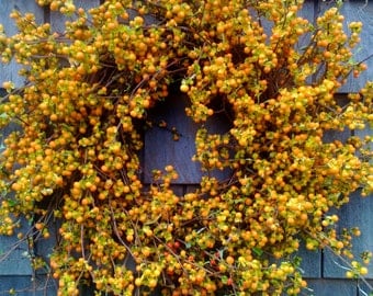 Fresh Bittersweet Wreath- Perfect For Fall - SEASONAL ONLY