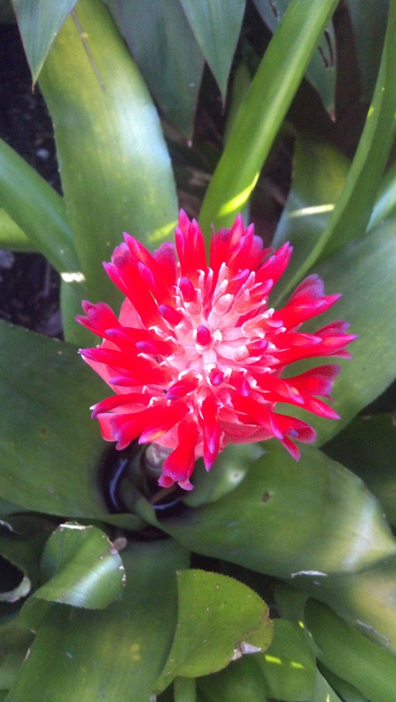 bromeliad air plant