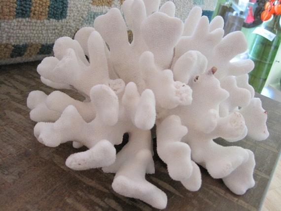 shells and coral home decor - home decor shells and coral home decor - home decor