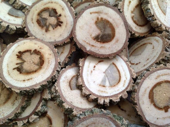 Arbor Day sale 75 Elm tree branch wood slices for crafts, candles 