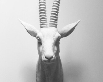Animal Head, Antelope, Faux Taxidermy, Deer Head, Faux Deer Head, Deer, Faux Taxidermy Australia, African Animal Head, White Antelope Head