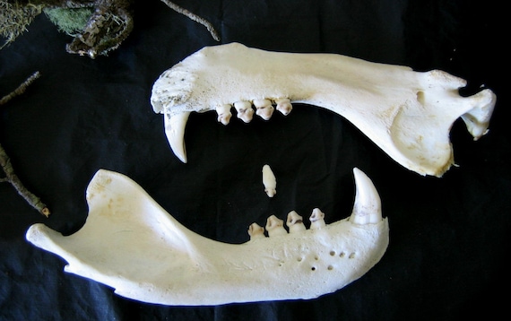 Large Animal Jaw Bones Mandible Tribal Jewelry Goth
