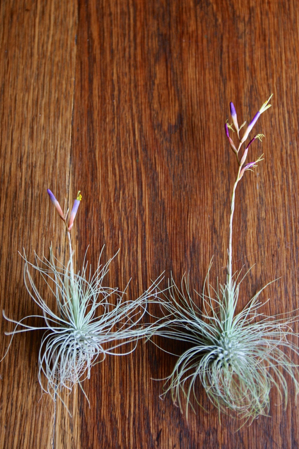 Easy to care for Air plants for sale add on a SINGLE