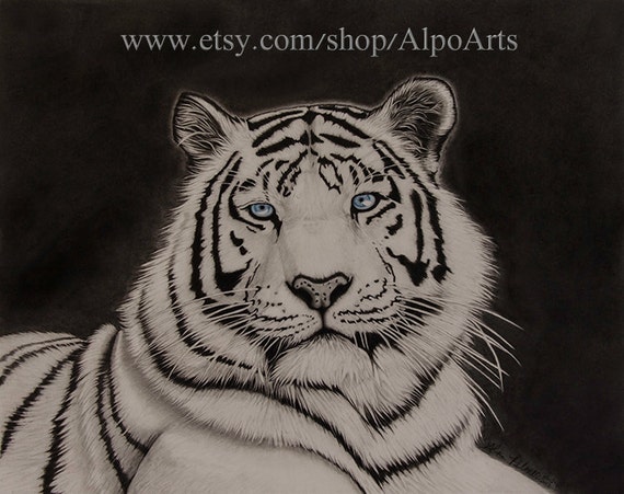 Items similar to White Tiger Pencil Drawing, 8x10, realistic tiger