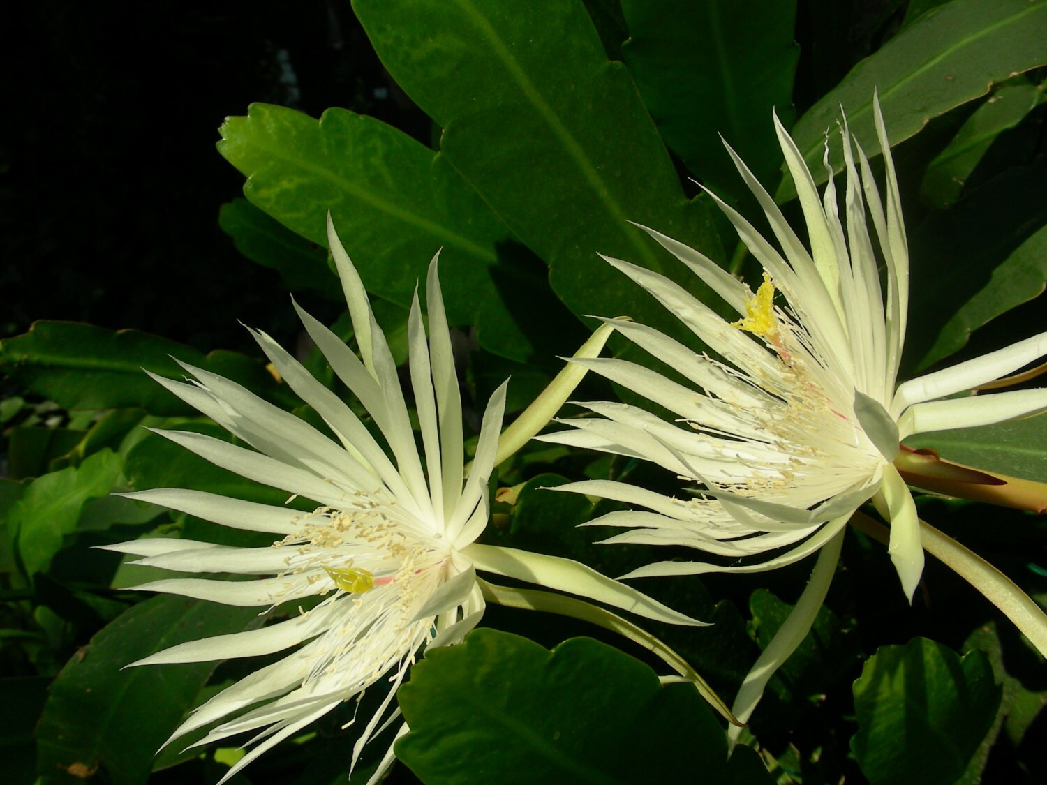 Two pcs White ORCHID CACTUS Epiphyllum Cutting P9615