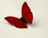 Butterfly Specimen, Red Butterfly,  DÃ©cor, Terrarium Accent, Wedding Decor, Photography Prop, DIY, Craft Supply, Creative, Nature