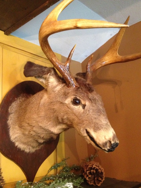 Vintage Deer Head 6 Point Buck Mounted on Wood Plaque