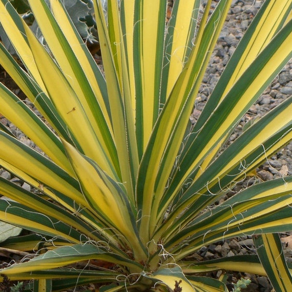 Yucca Color Guard Adams Needle Plant Organic by FreshGardenLiving