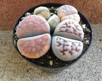 Succulent plant, Lithops Stoneface, another wonder. It looks almost like your using 3-D glasses. Amazing texture
