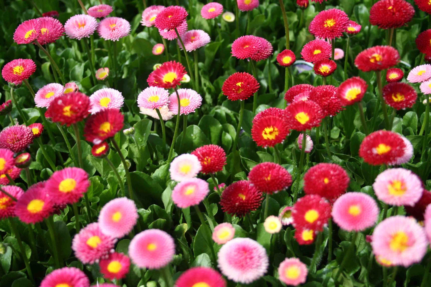 Bellis Seeds Mix Bellis Perennis Super Enorma by CaribbeanGarden