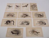 Lot of 12 Antique Prints Lizars Jardine 19th c Engravings Naturalists Library
