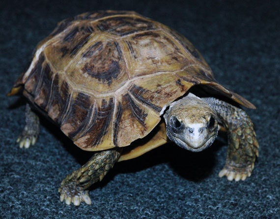 Freeze Dried/ Taxidermy Hinged Back Turtle