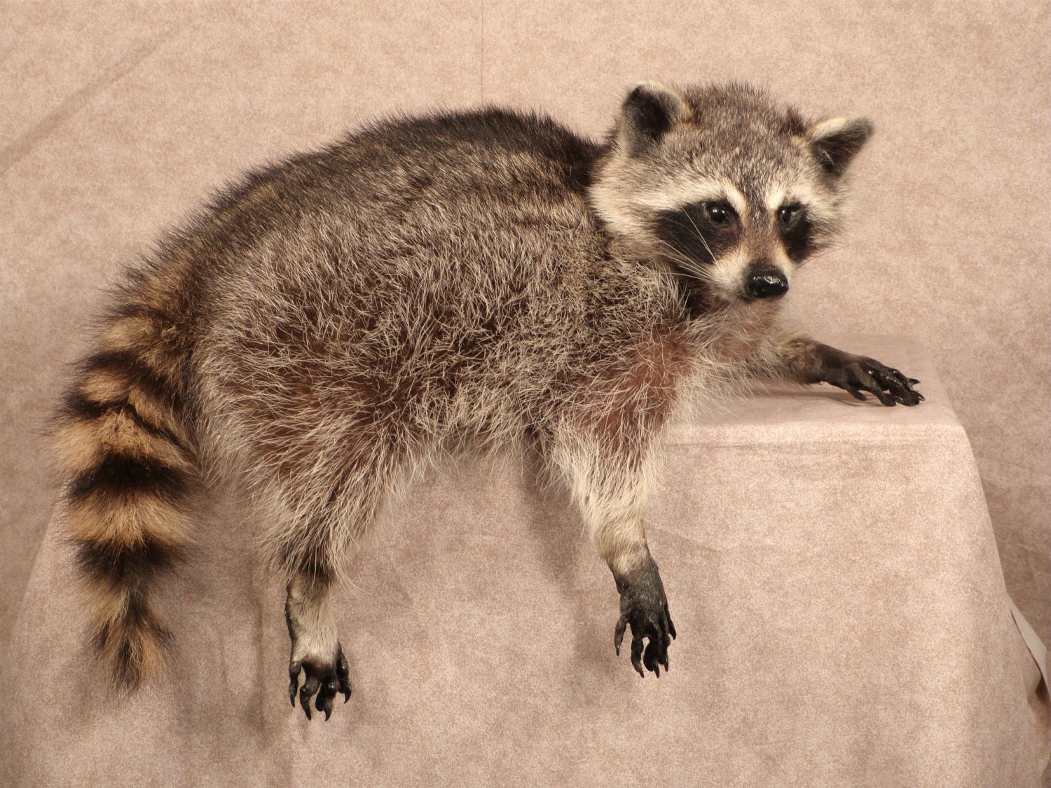 stuffed raccoon taxidermy