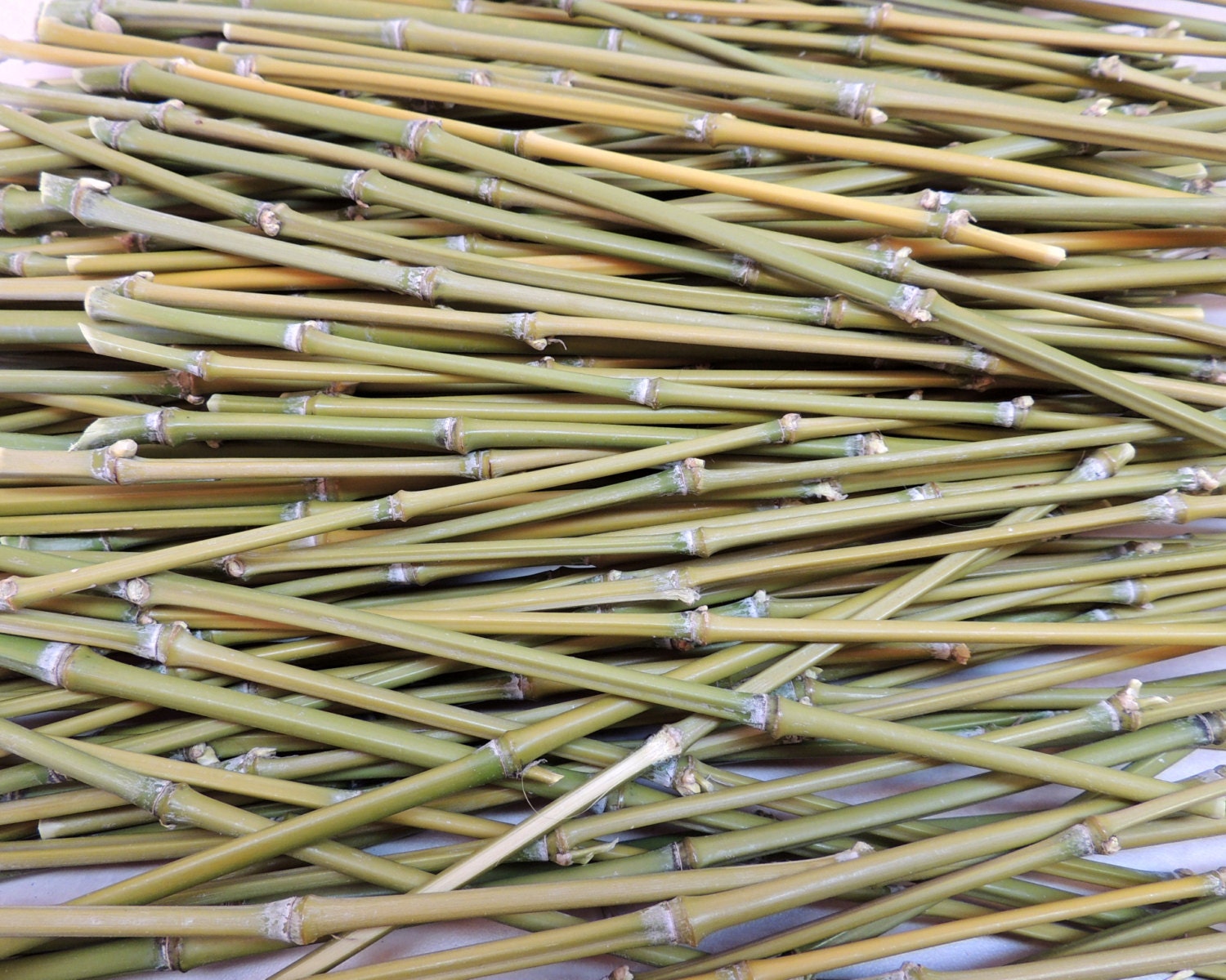 Lot Of 24 Real Bamboo Sticks 12 Long For Crafting Plant   Il Fullxfull.551396565 T2mn 