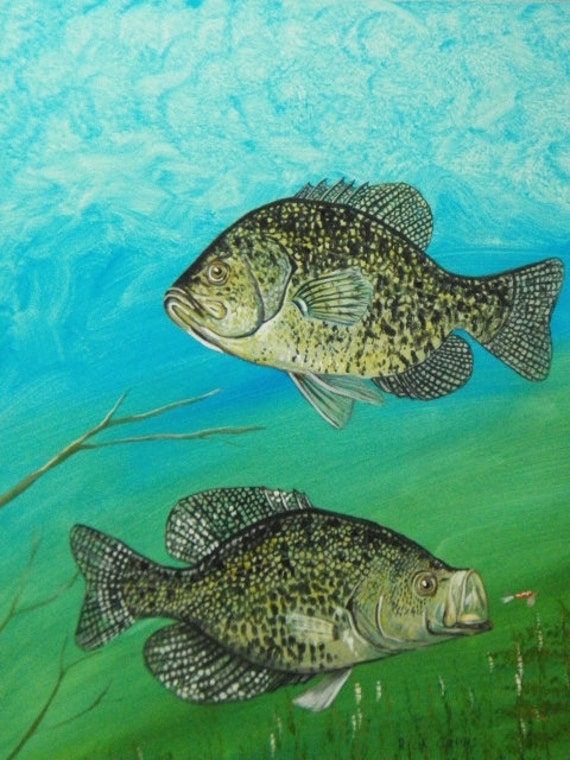 Black Crappie original acrylic painting fish painting by Goohsnest