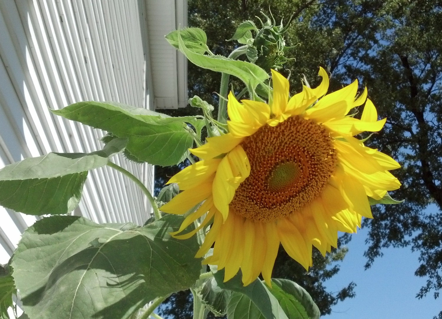 Mammoth Sunflower Seeds 25ct Organic