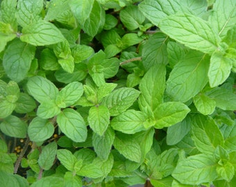 Jamaican Mint Micromeria viminea live herb by colonialcreekfarm