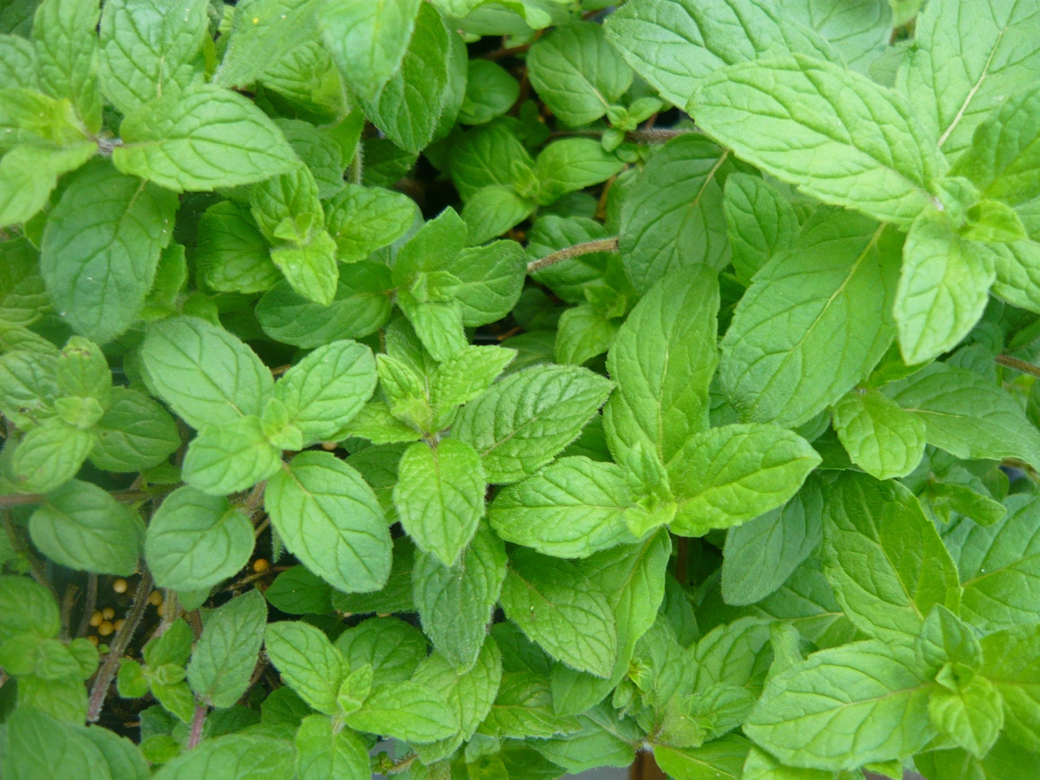 Cotton Candy Mint live herb plant culinary and tea mint