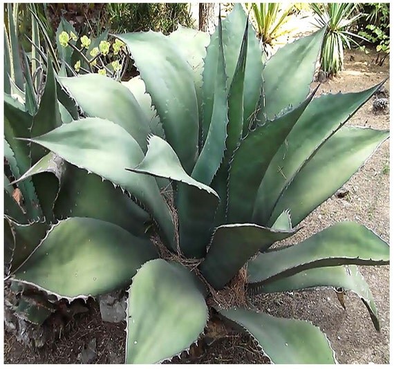 Agave salmiana Plant Seeds GREEN GIANT AGAVE Grows Up To 6