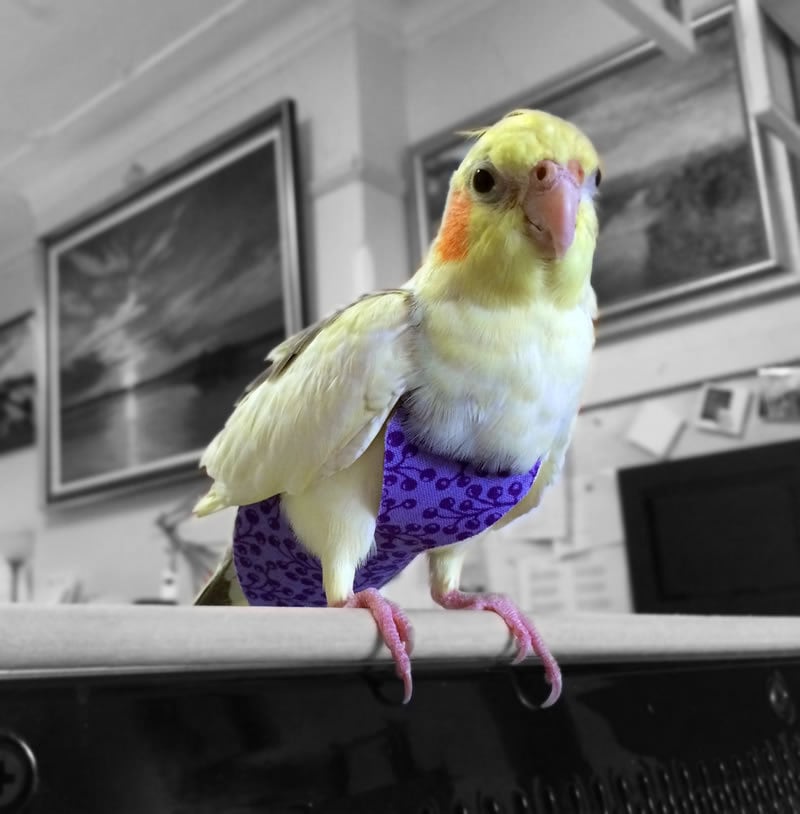 A Nappy/Diaper/Flight Suite for your Cockatiel