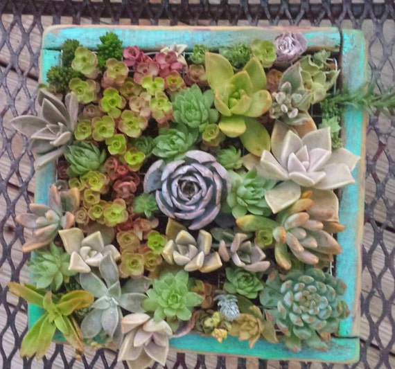 Vertical Garden/ Living Wall Art Example