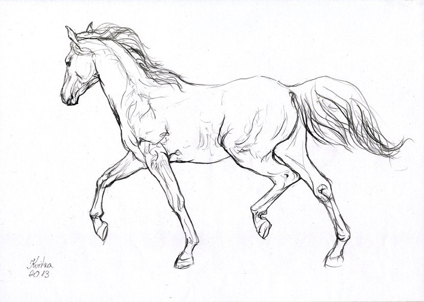 Карандашный набросок 5 букв сканворд. Конь рисунок. Лошадь эскиз. Лошадь карандашом контур. Бегущая лошадь рисунок.