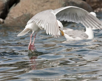 The Dive - Sea Gull Photograph Print, Bird Diving, Seagull Archival 